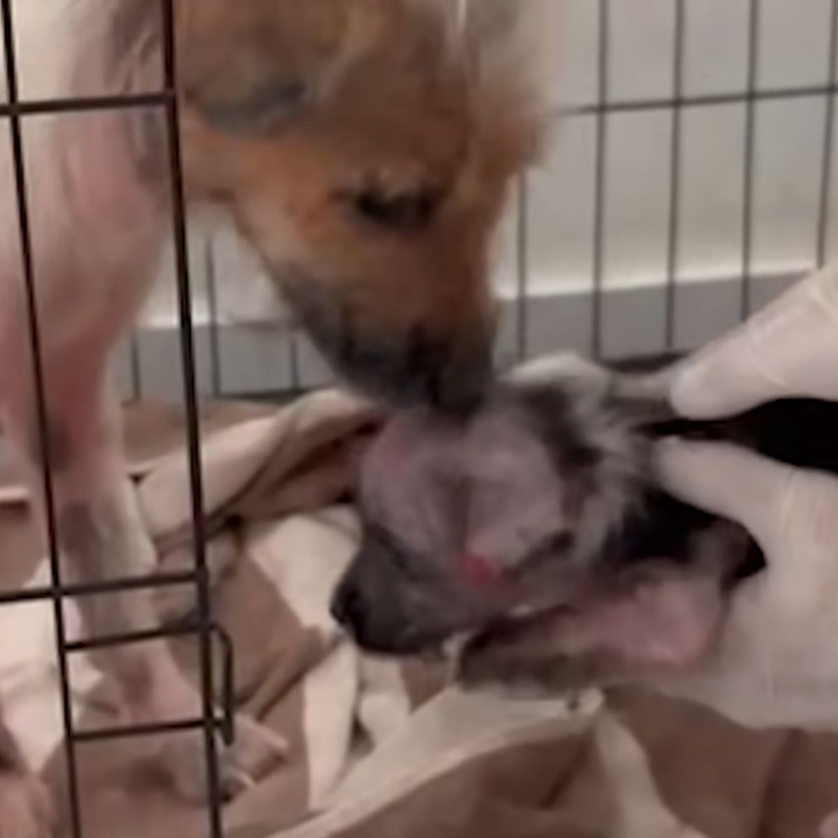 dog licking a puppy