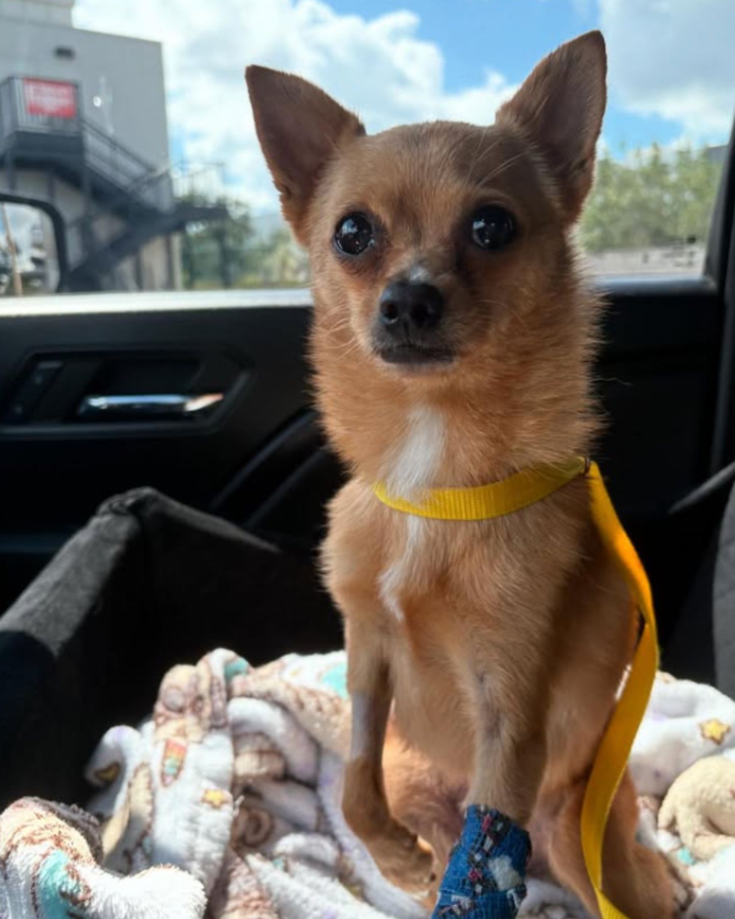 dog on front seat
