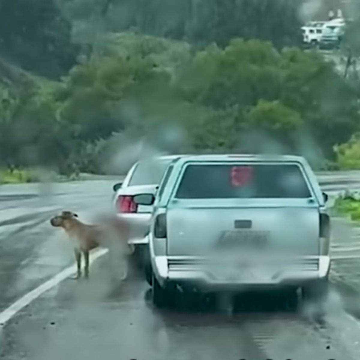 dog on road