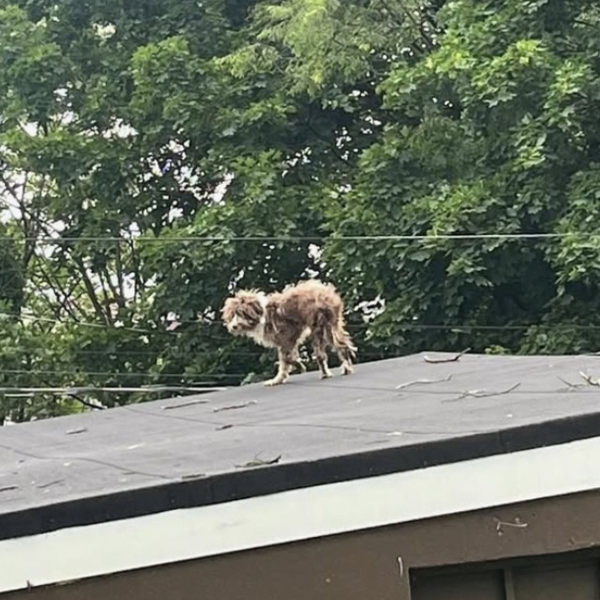dog on roof
