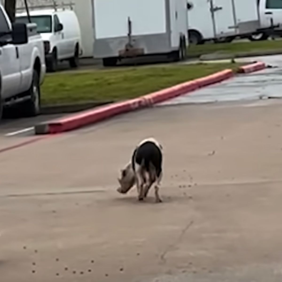 dog on street