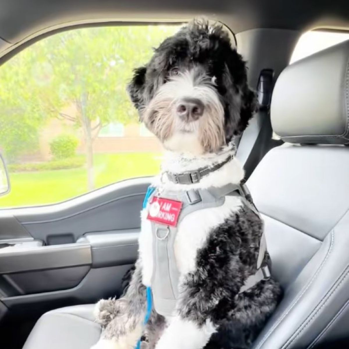 dog sitting on front seat