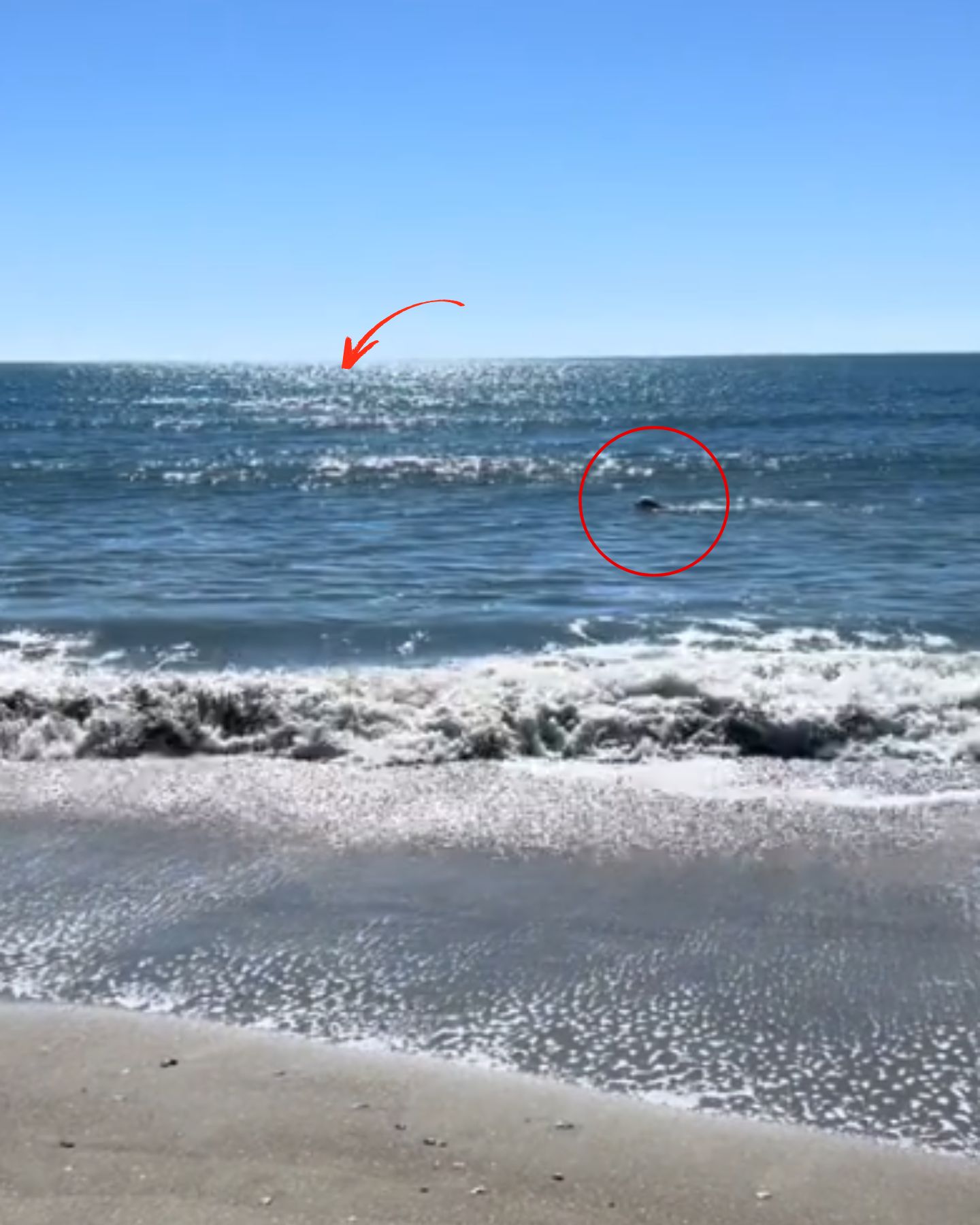 dog swimming