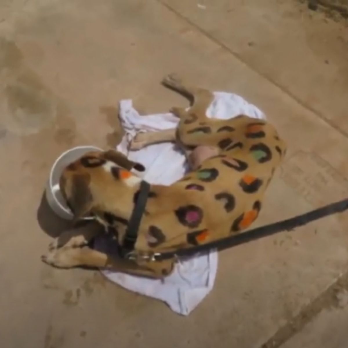 dog with leopard spots eating