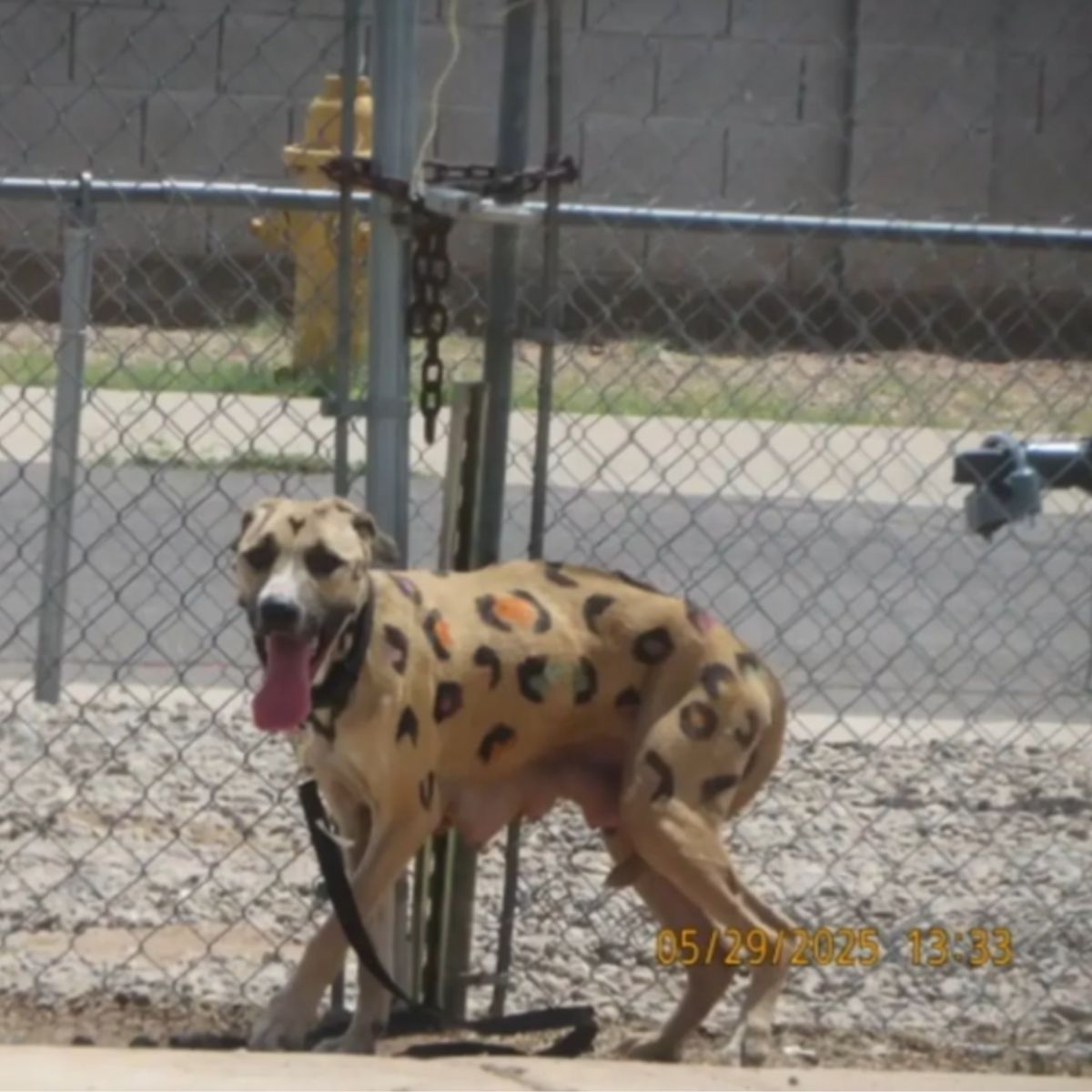 dog with leopard spots