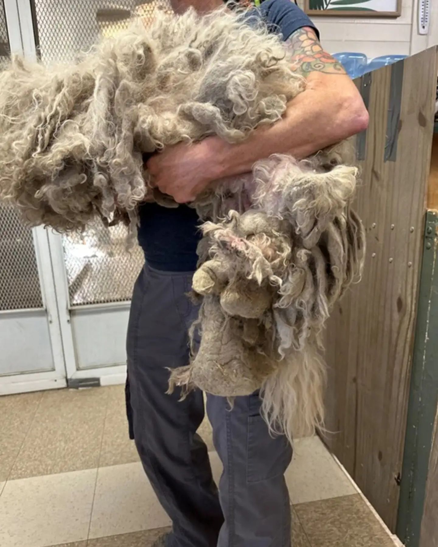 dog with long fur
