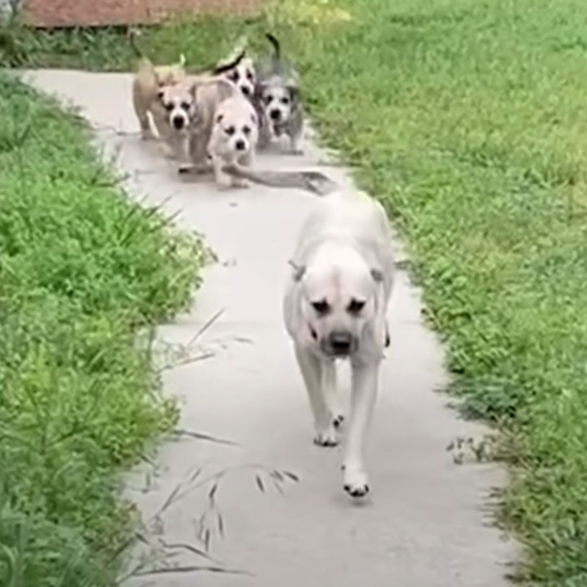 dogs walking together