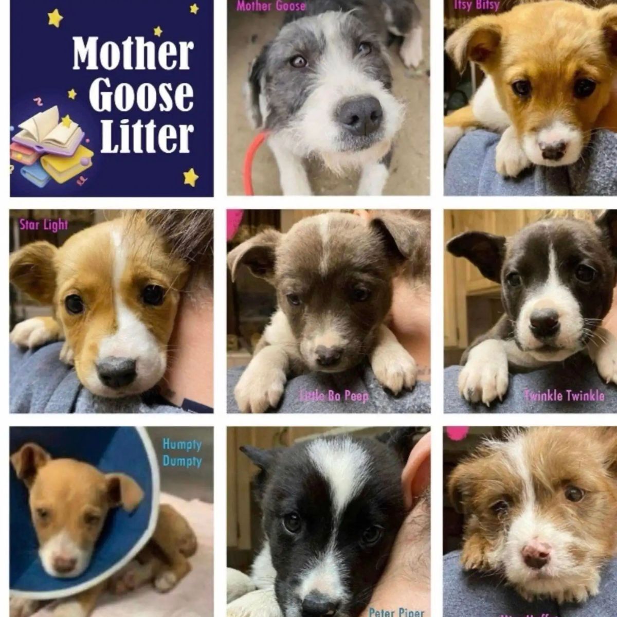 eight dogs