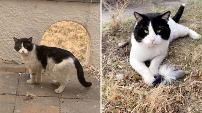 Texas Woman In Disbelief When She Sees Her Neighbors Move Away, Leaving Their Senior Cat Behind
