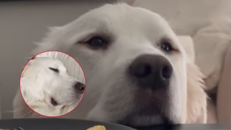 Florida Family Feels Something’s Wrong With Their Dog, Then Shocks The Vet With Their Request