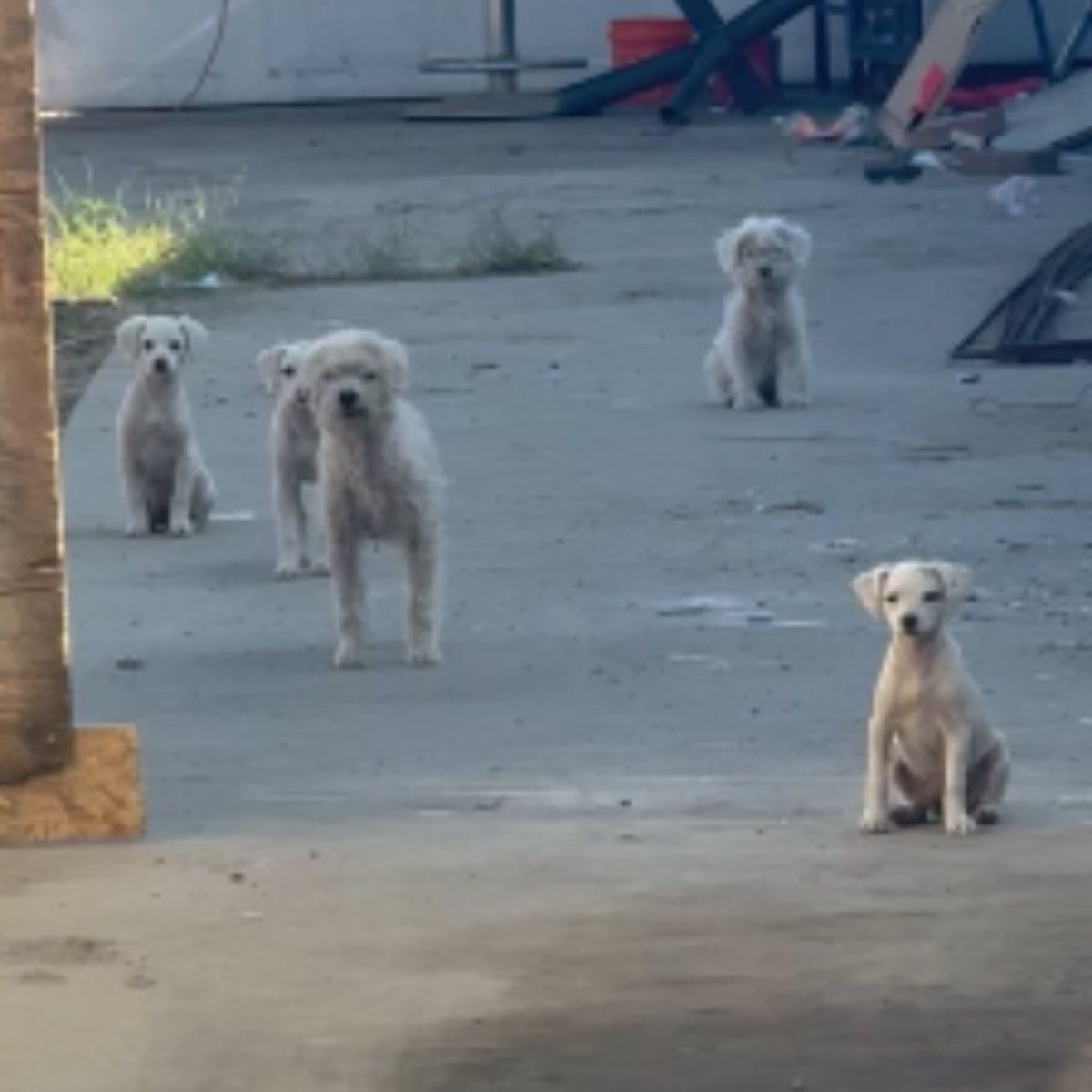 five white dogs