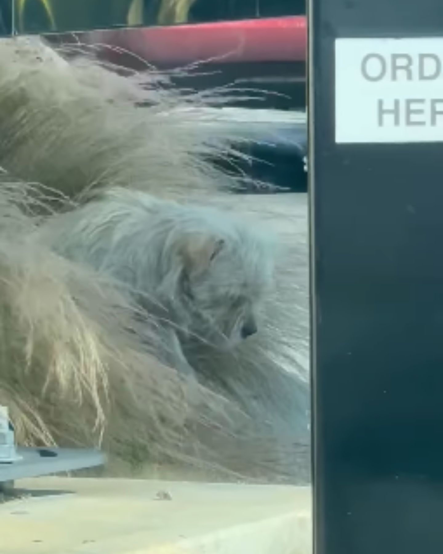 fluffy dog