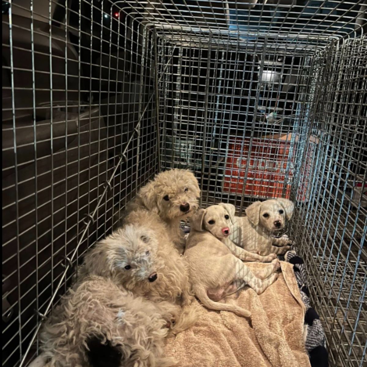 four cute white dogs