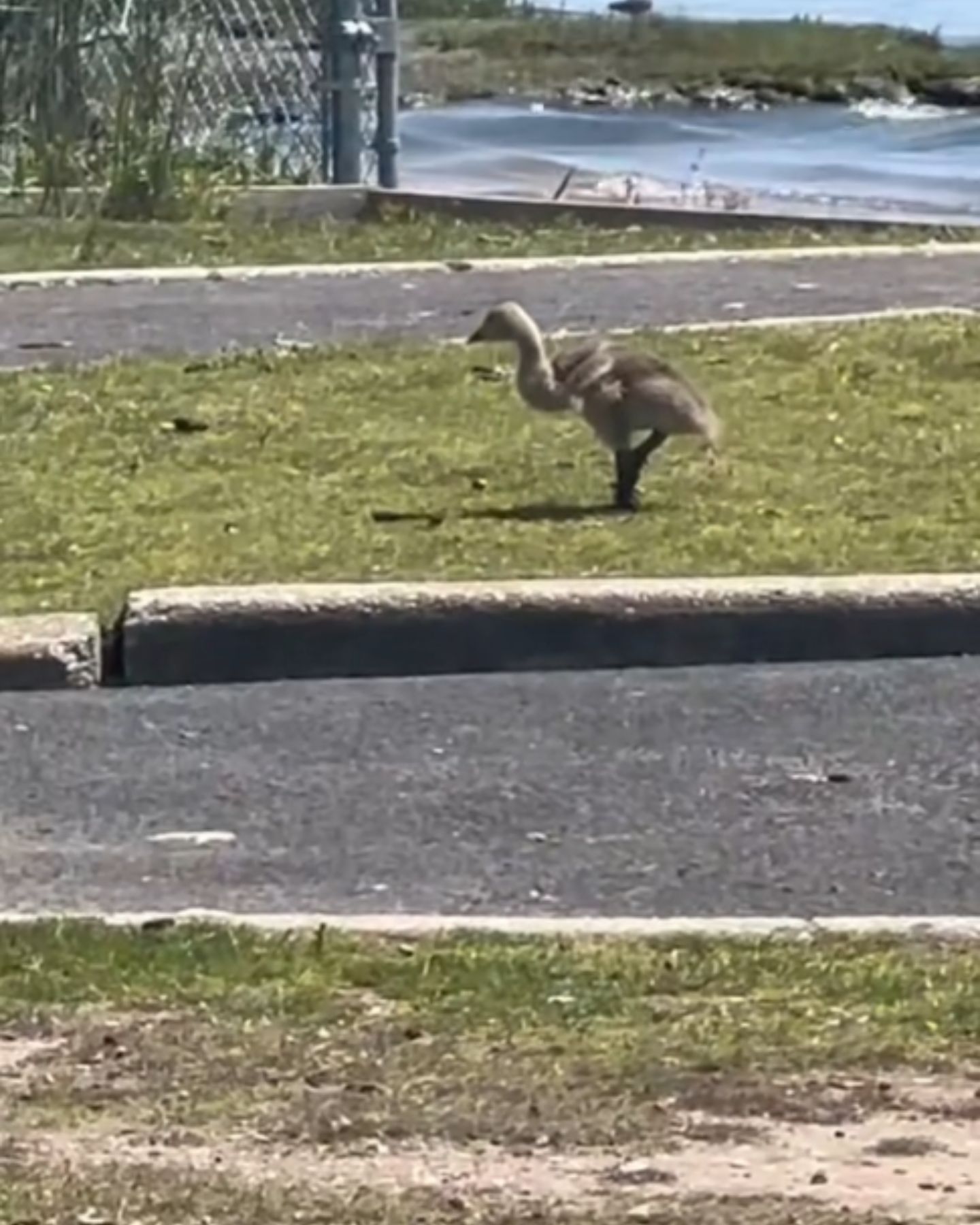 goose on grass