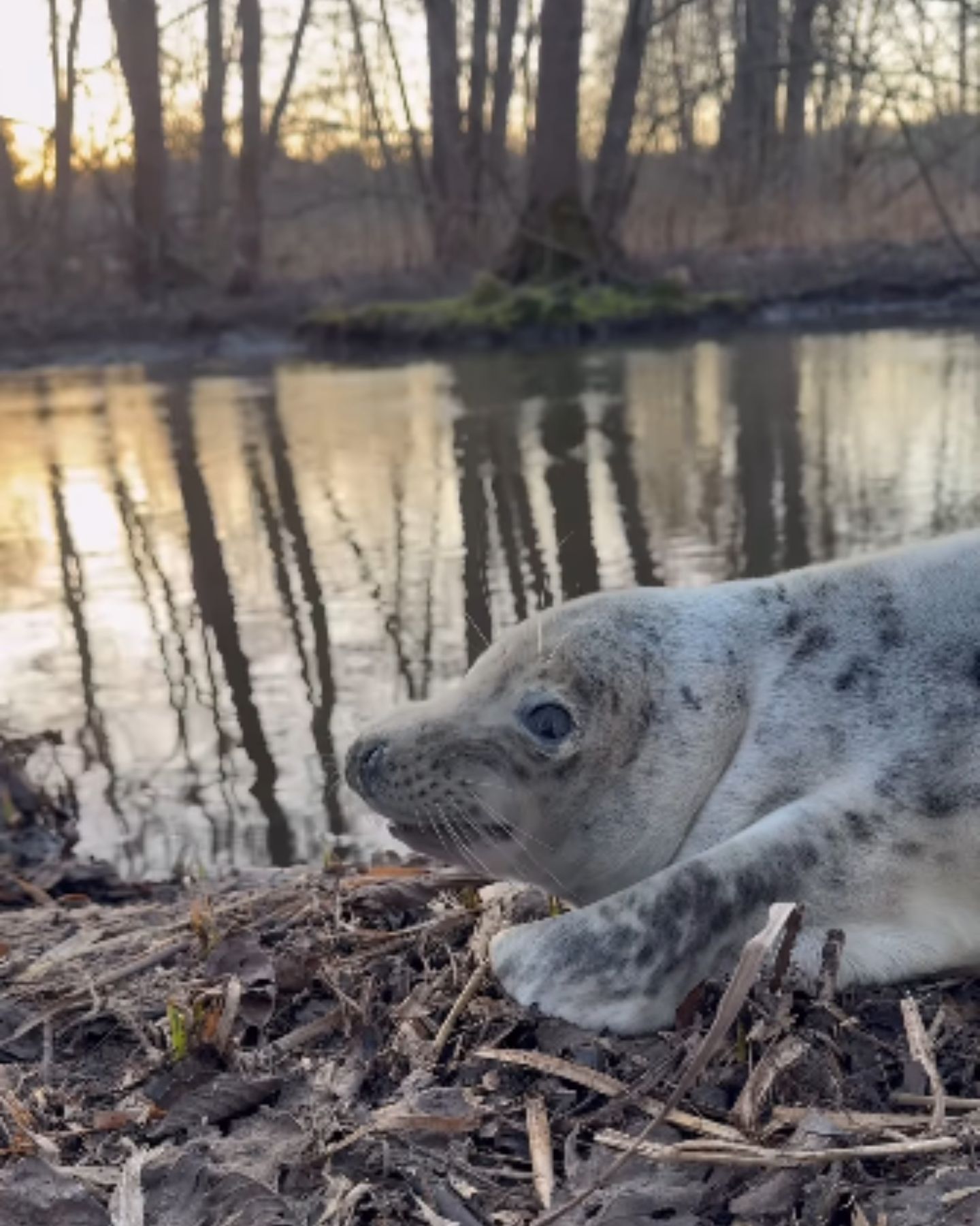 gray baby seal