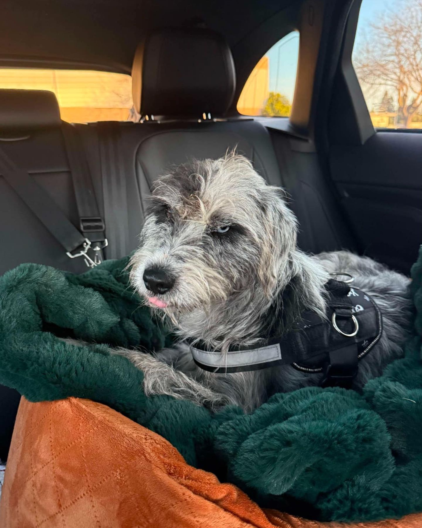 gray dog on back seat