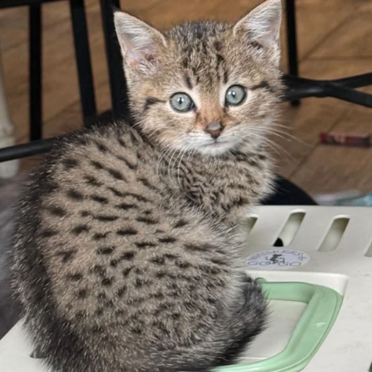 gray kitten with blue eyes