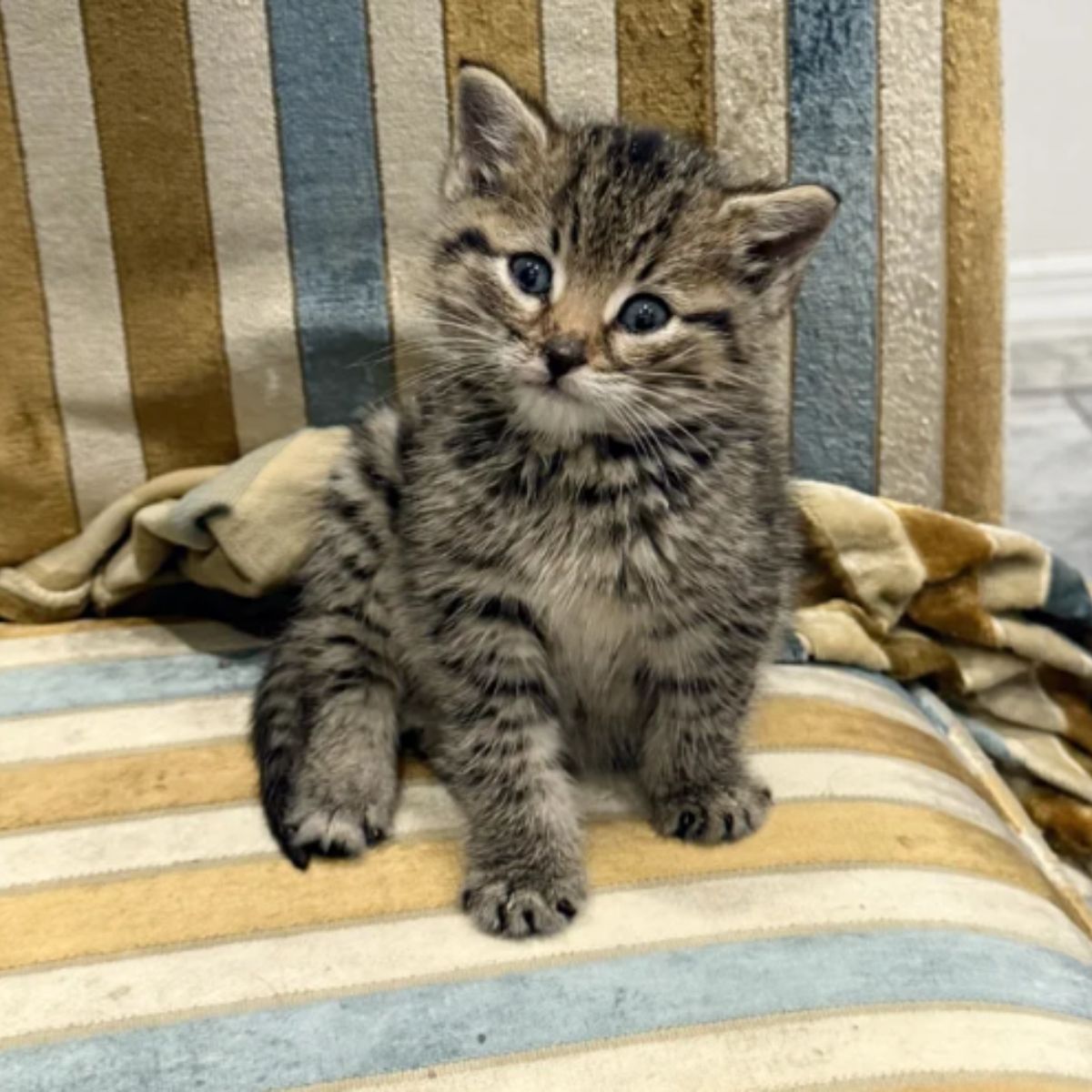 gray kitten