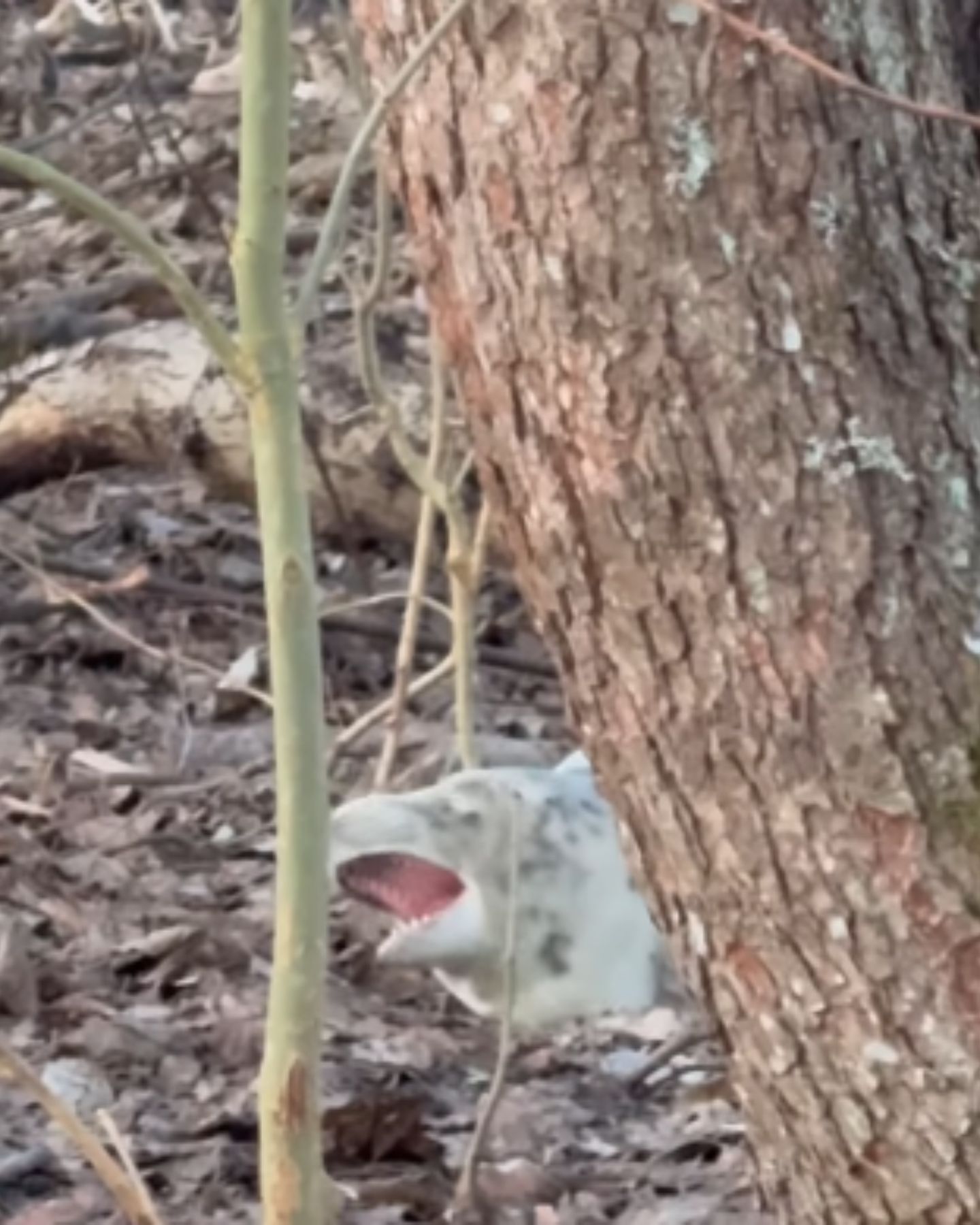 gray seal in forest