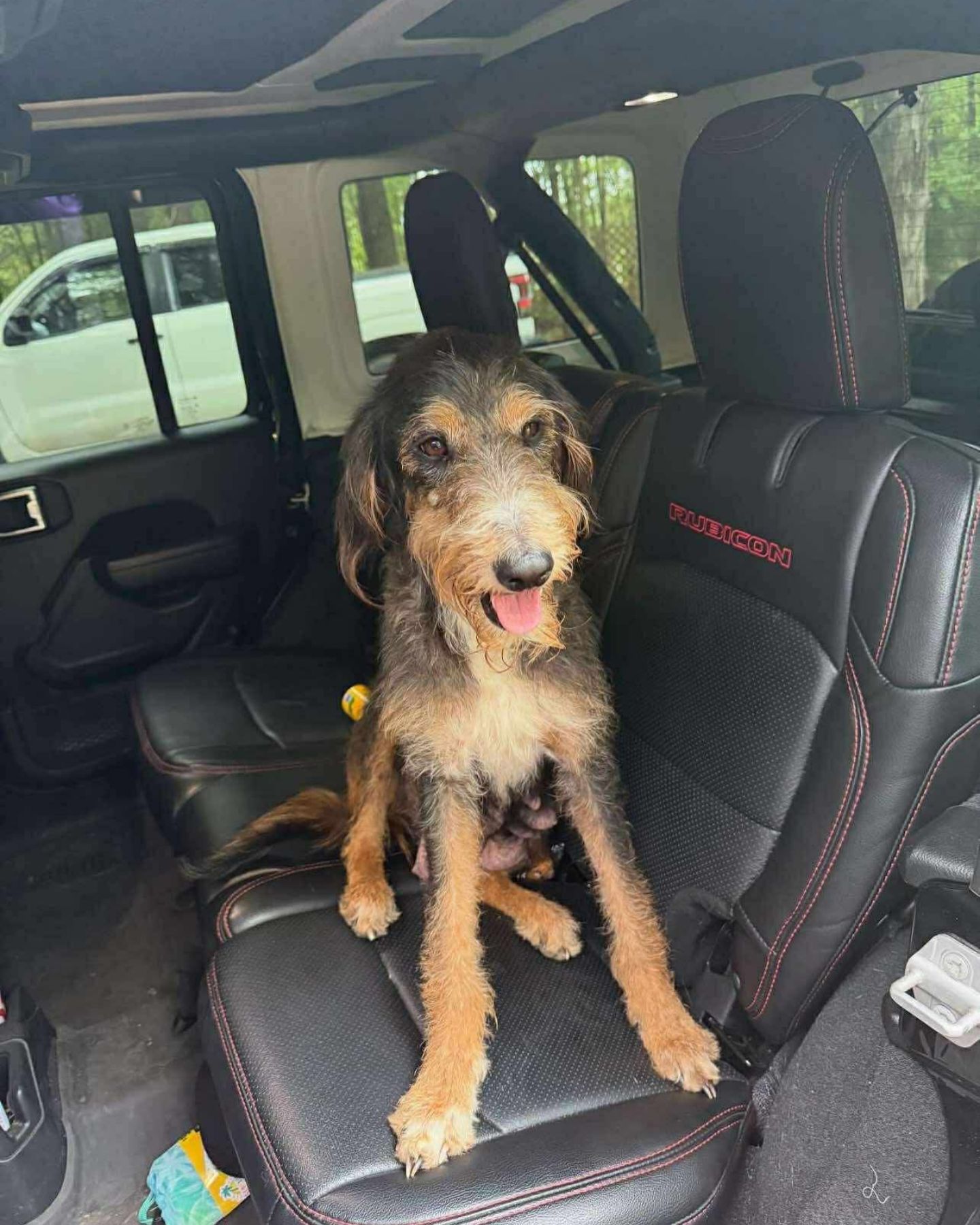 happy dog on the back seat
