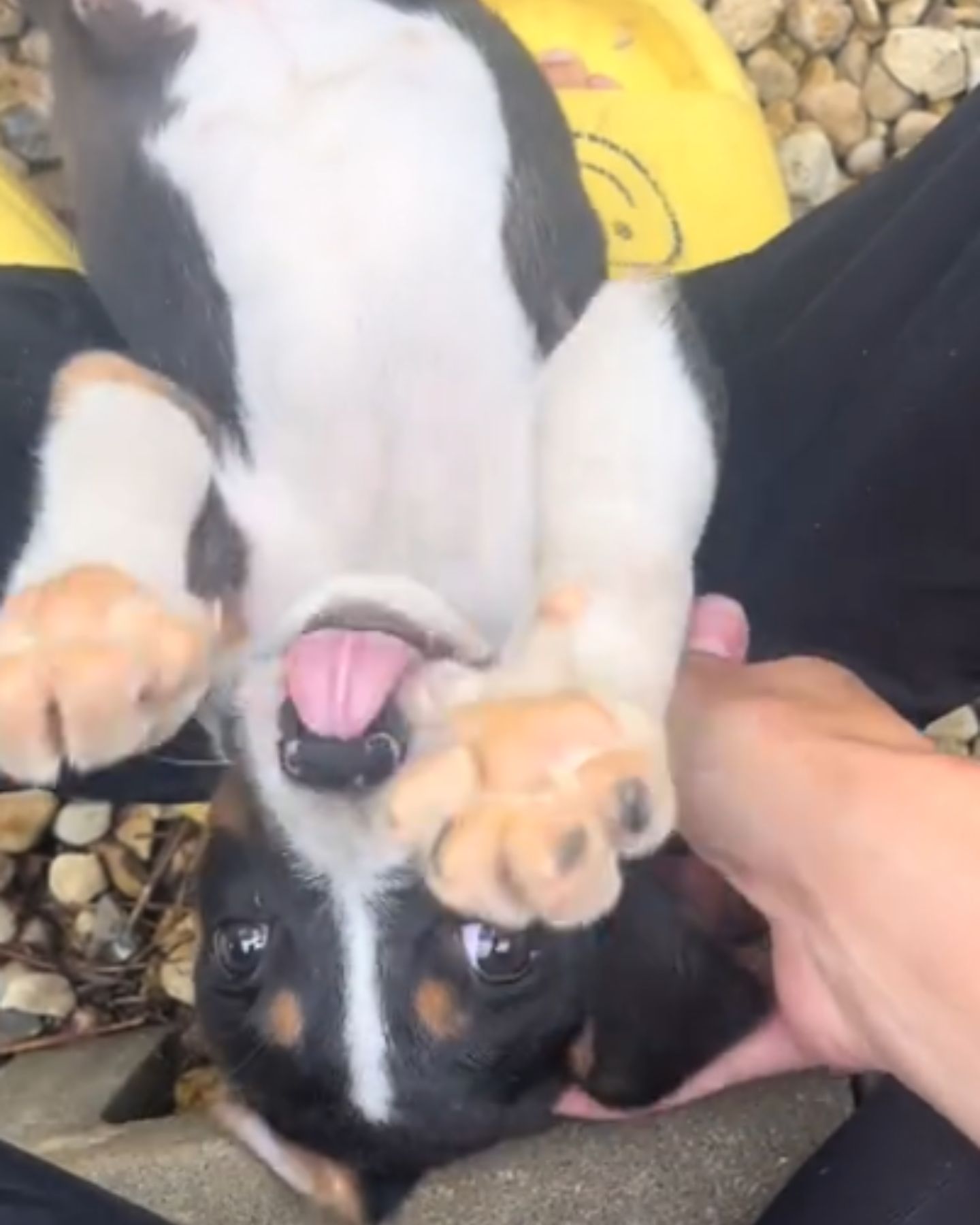 happy dog playing with owner