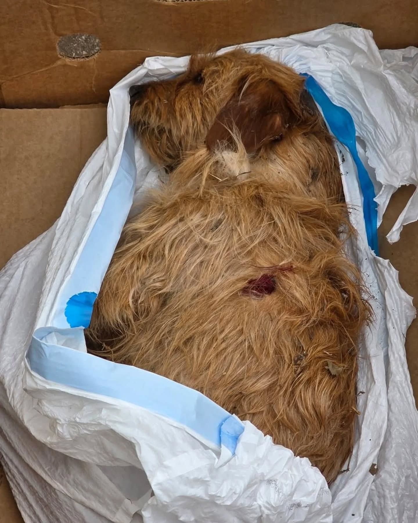 injured brown dog