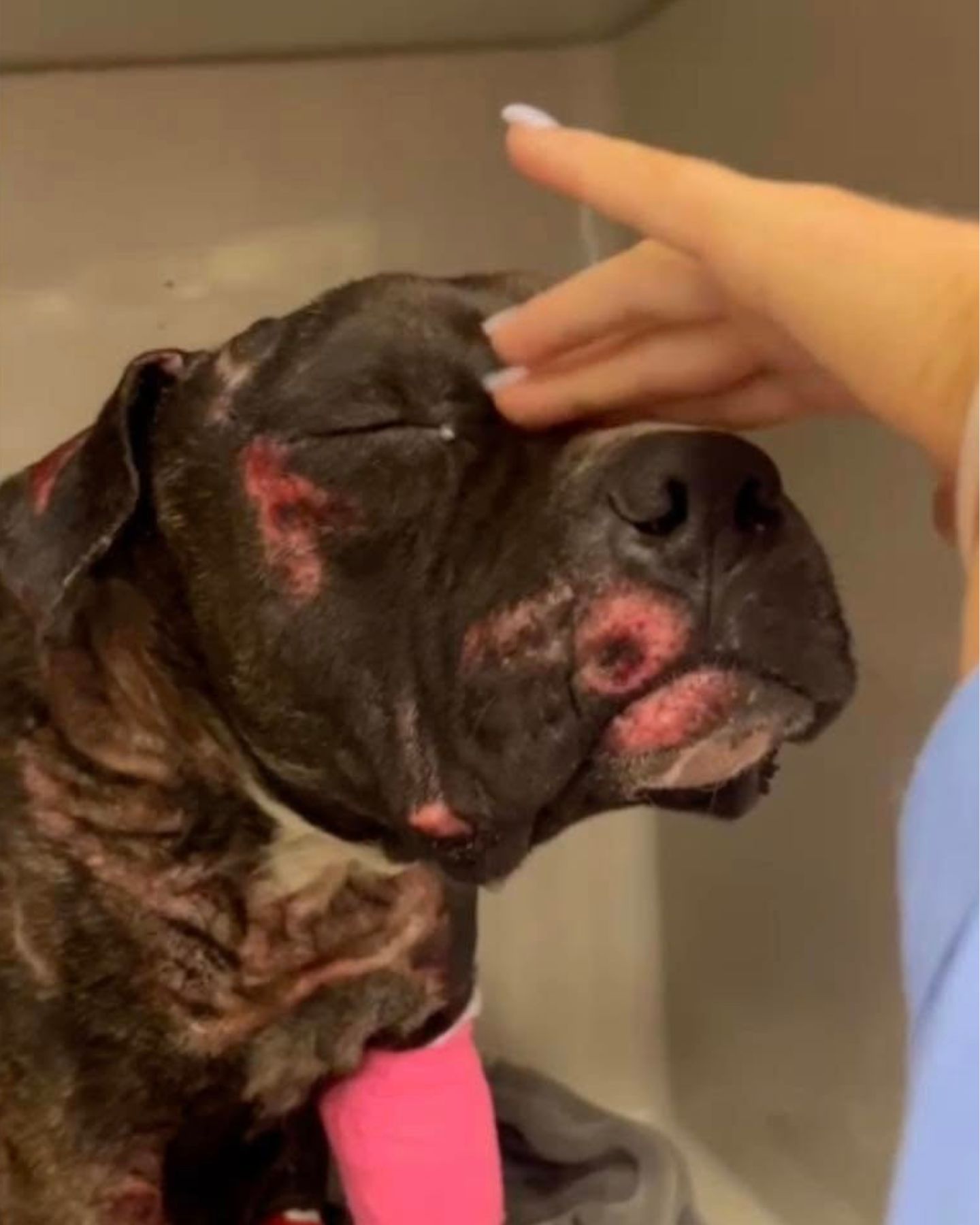 injured dog at vet station
