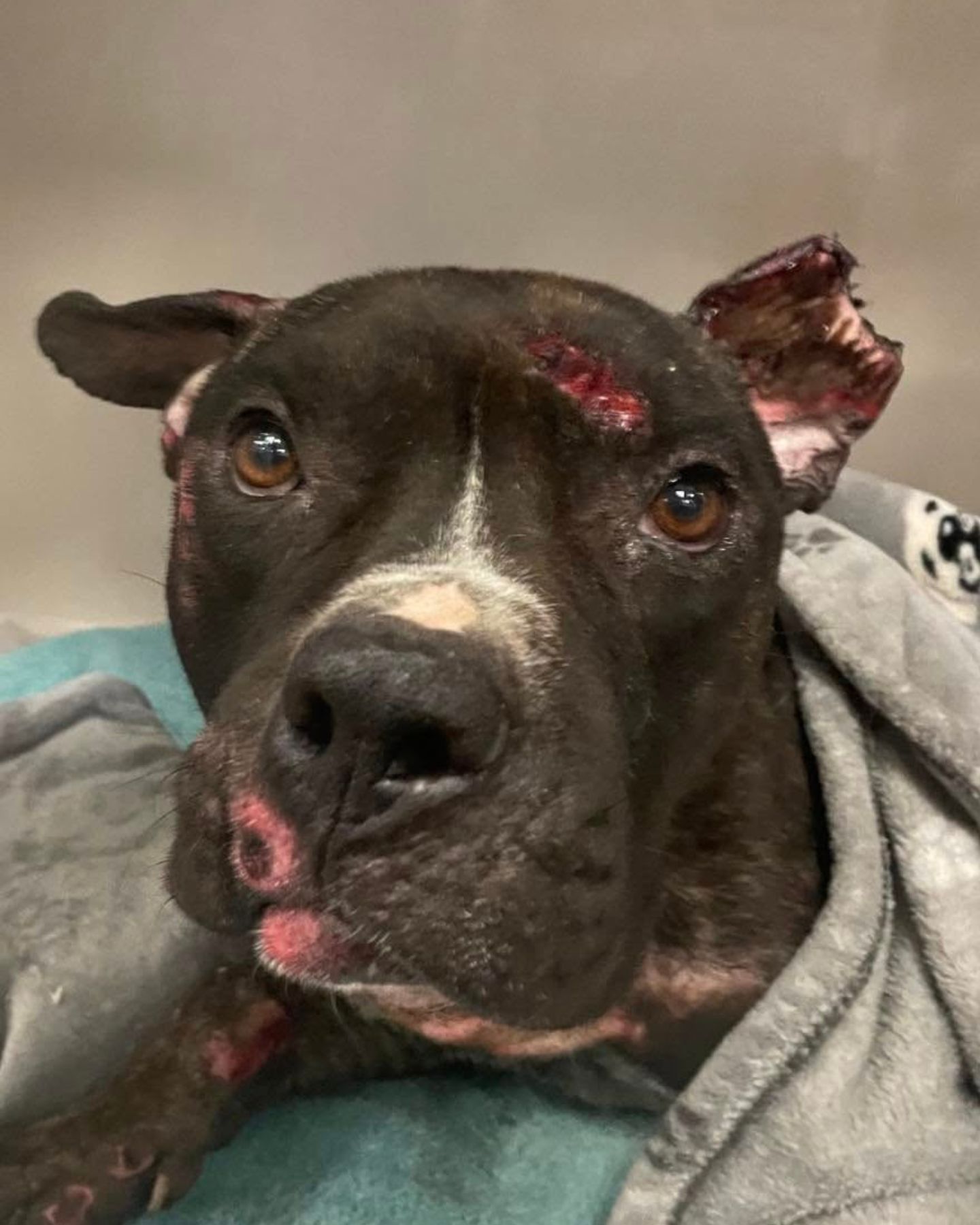 injured dog