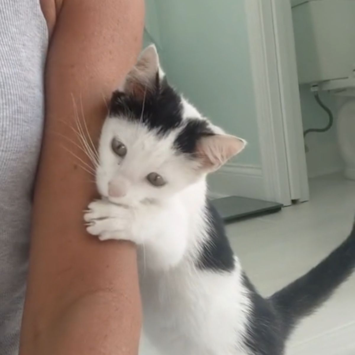 kitten climbing on owner