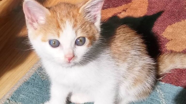Washington Woman Finds A Kitten Abandoned In A Box With An Alarming Note Written On The Lid