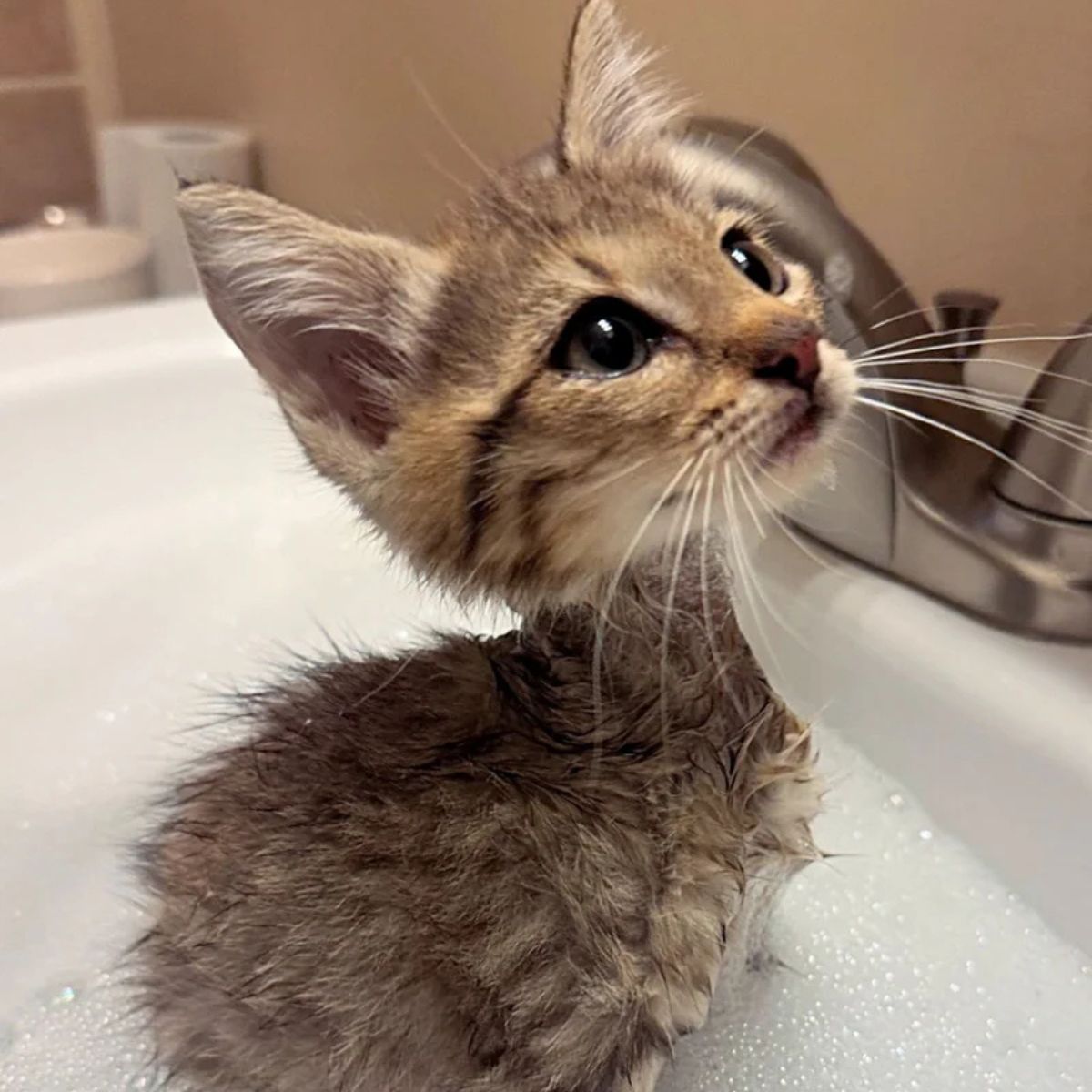 kitten in bath