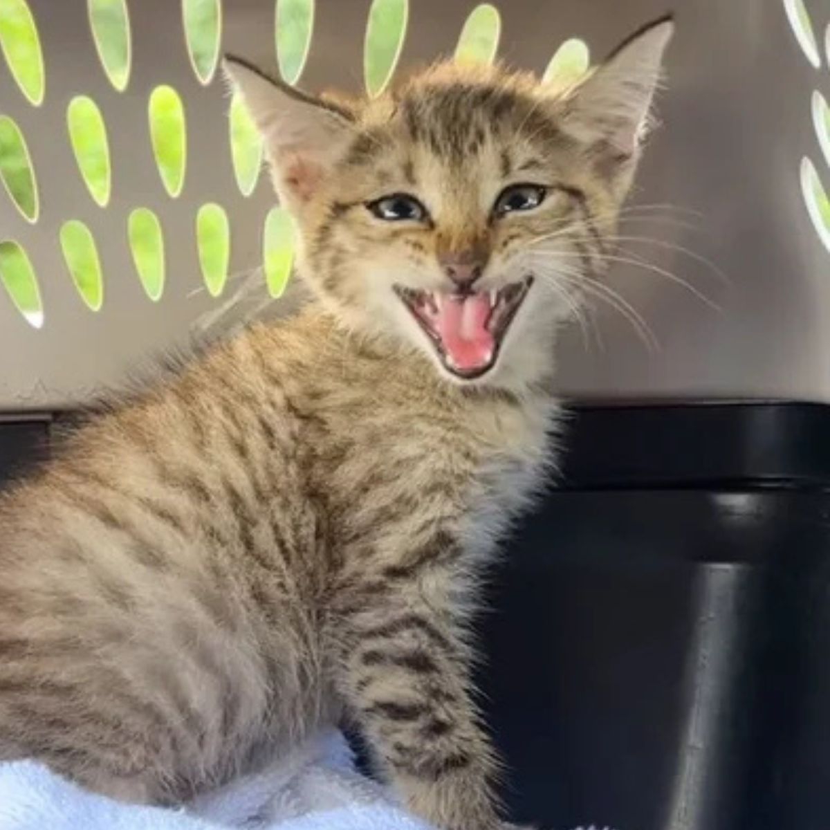 kitten in crate
