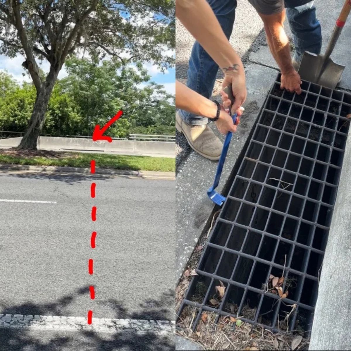 kitten in drain