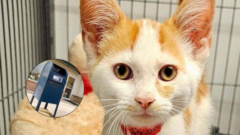 Ohio Post Staff Shocked After Finding A Tiny Kitten Shoved Through Mail Slot