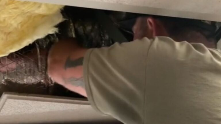 California School Staff Inspects Odd Sound In Rooftop Vents And Finds A Heartwarming Surprise