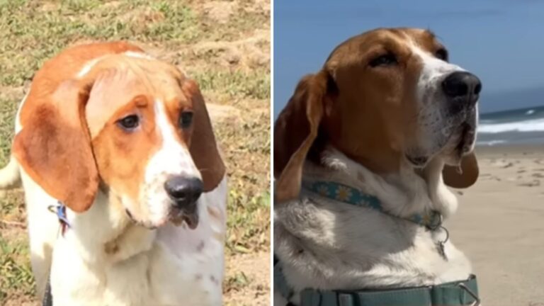 California Man Adopts A Former Lab Test Dog, Now Watch What Happens When They Go To The Beach