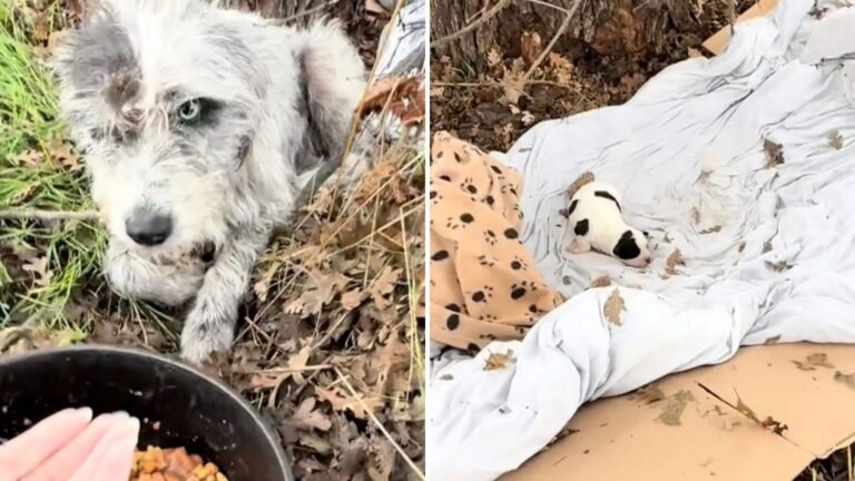California Couple Spots A Dog Lying In A Ditch, Then Realizes What She’s Protecting
