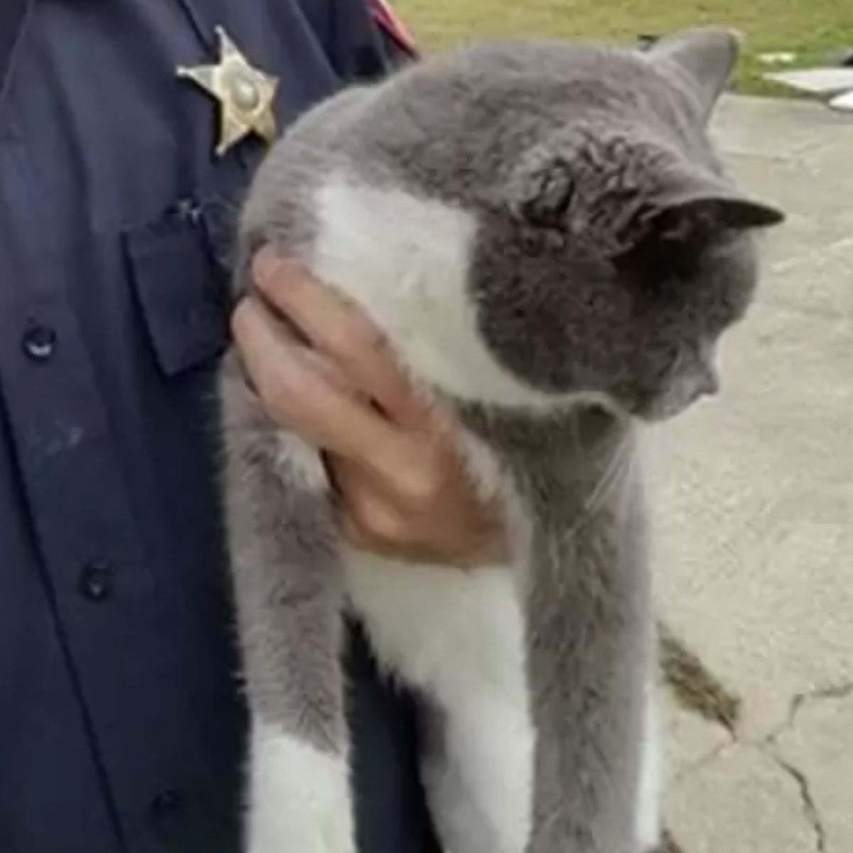 man holding a sweet gray cat