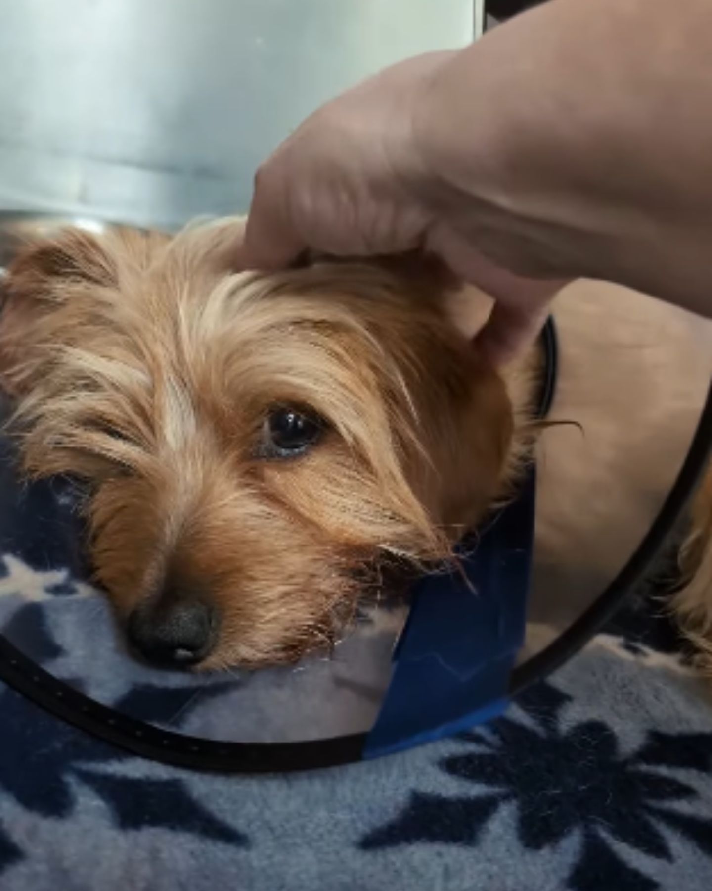 man petting a brown dog