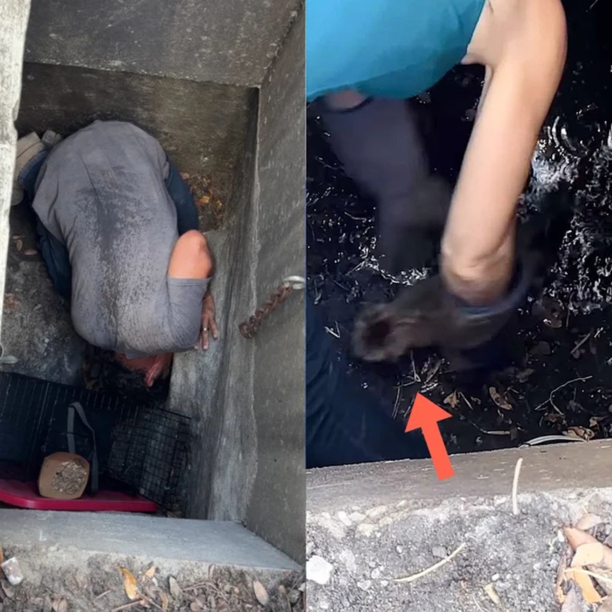 man saving a kitten