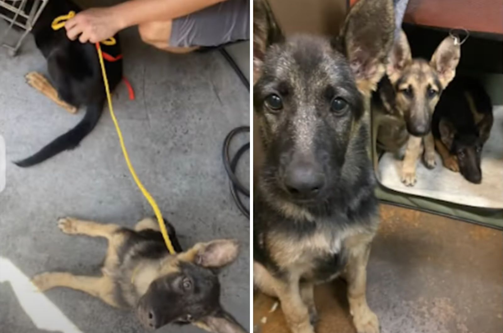 many dogs