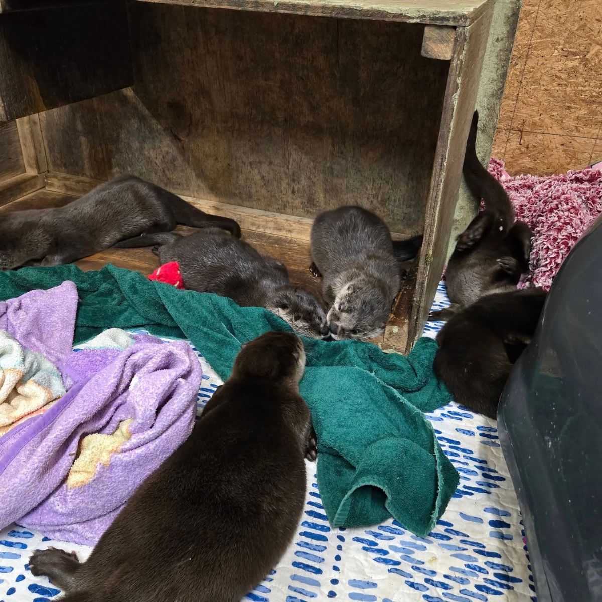 many sweet otters