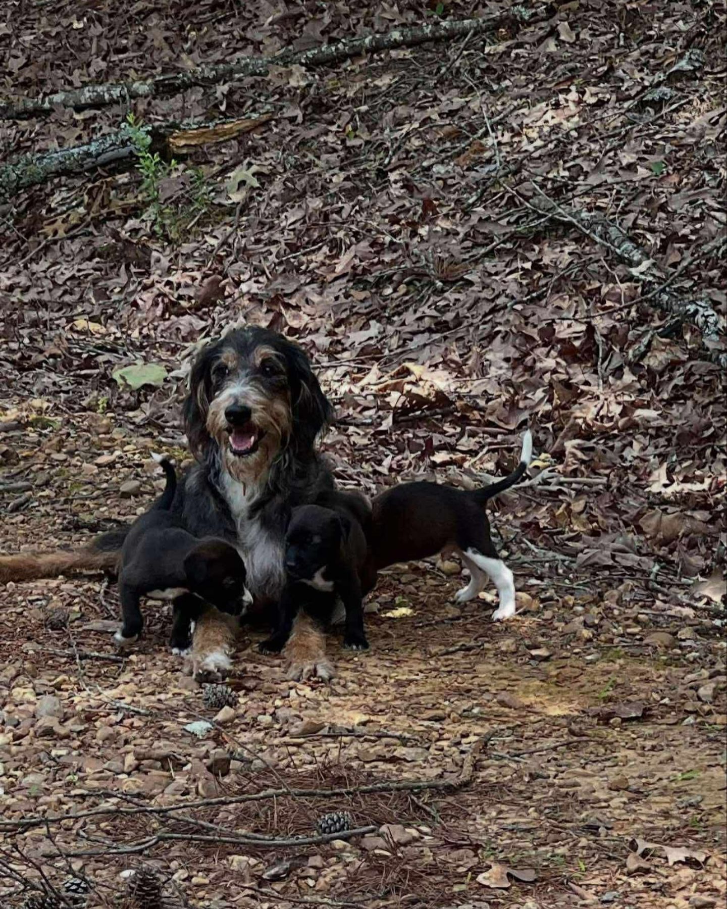mother dog and black puppies