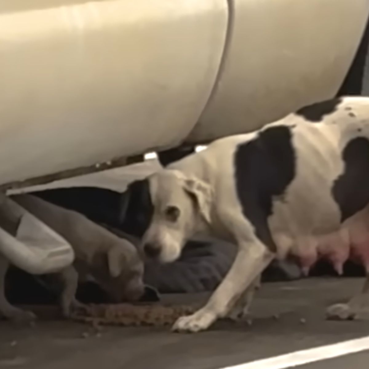 mother dog and puppy on street