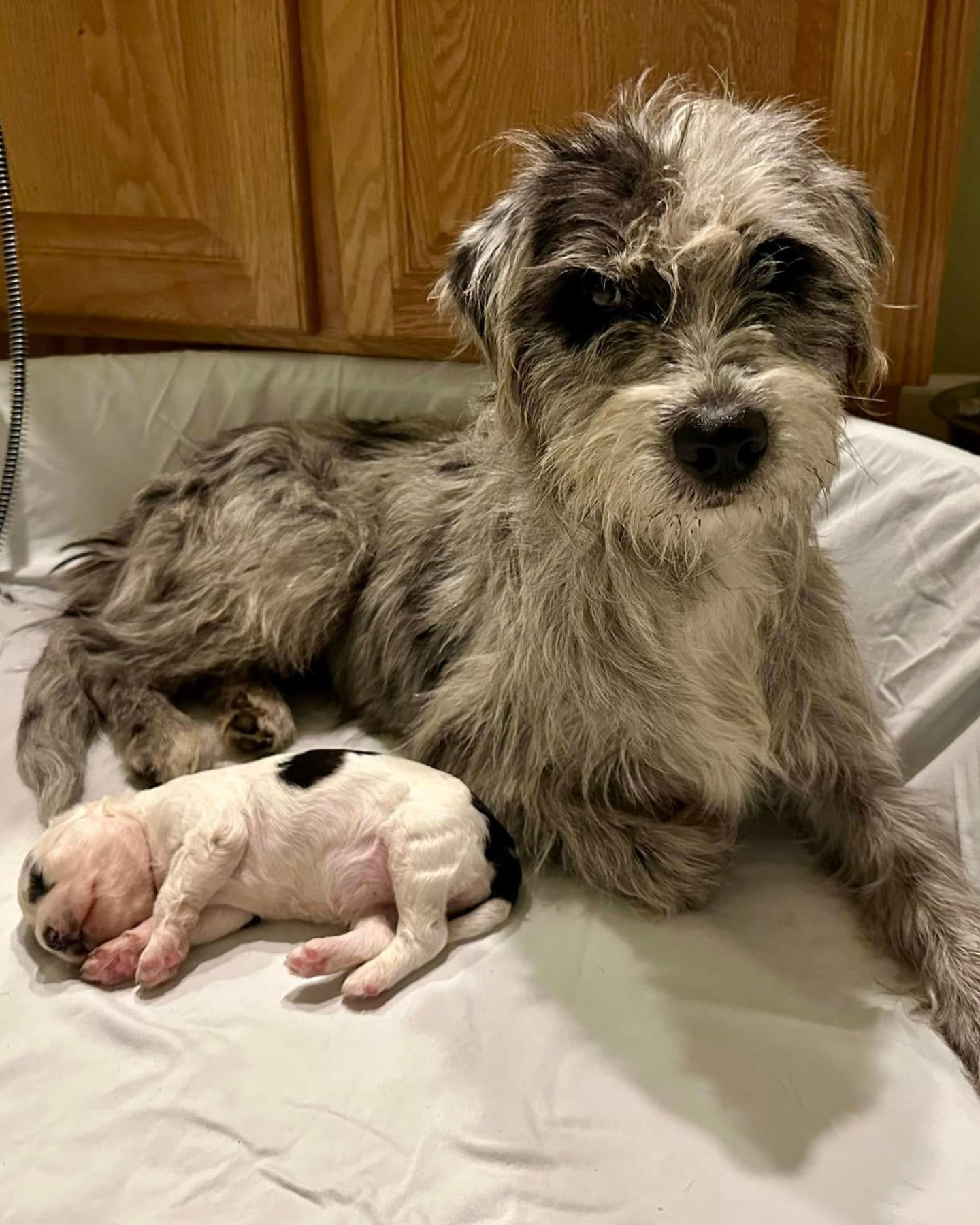 mother dog and puppy