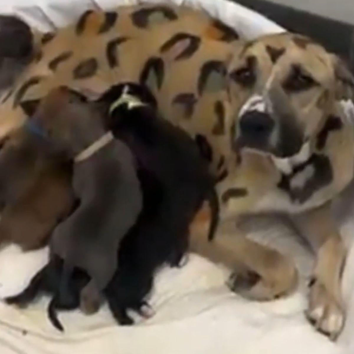 mother dog feeding a puppies