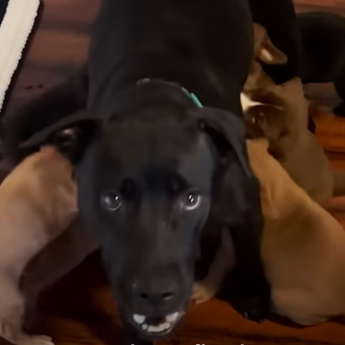 mother dog feeding puppies