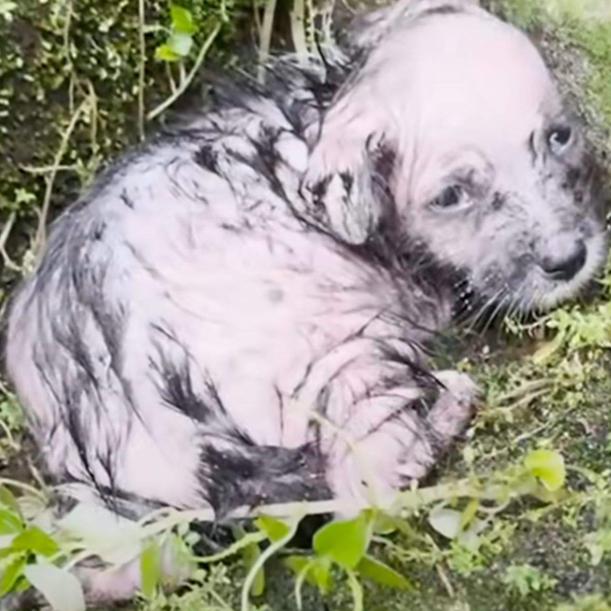 neglected puppy