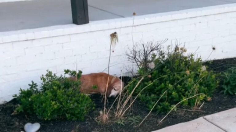 New Homeowners In Tennessee Surprised To Find The Sweetest Guest Sleeping By Their Door