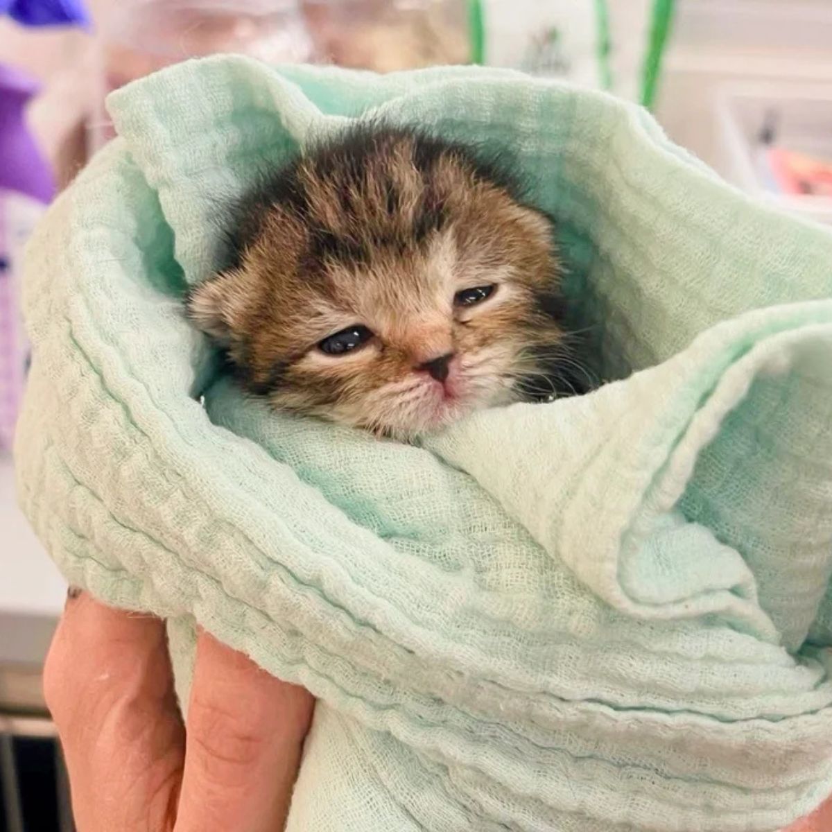 newborn kitten in towel